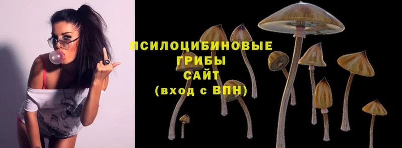 купить наркотики сайты  Ак-Довурак  Псилоцибиновые грибы Cubensis 